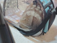 -宠爱国际动物医院·消化内科·心肾内科·ISFM猫友好(望京店)