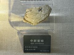 -安徽省地质博物馆