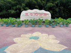 -莲花池公园