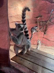 -Zoolung Zoolung动物主题公园(海信广场店)