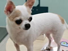 -佳雯宠物医院(金华南路分院)