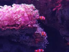 -辛玛王国游乐园