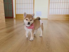 -柴犬小屋·柴餐厅·狗咖食堂(金鼎广场店)