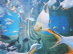 -上海海洋水族馆
