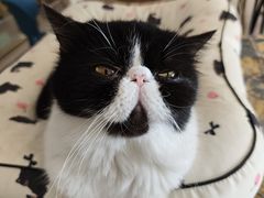 -平行世界·猫咖(首经贸店)