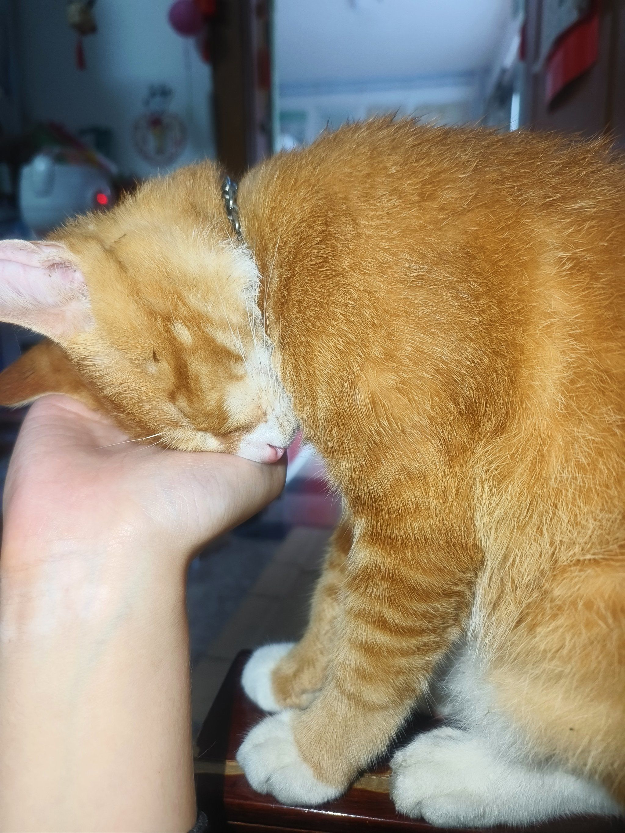 谁懂啊主动贴贴的猫猫真的很爱你\\n伸出手下一秒就有可爱的毛孩子