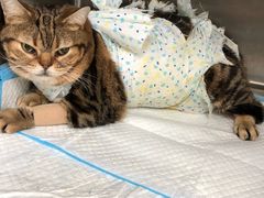 -美联众合动物医院·24h京西诊疗中心