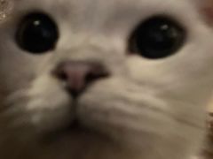 -猫猫幼稚园·撸猫·桌游·电玩