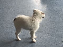 -顺强宠物诊所·狂犬免疫·夜诊·骨科(嘉定店)