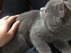 猫-恒康宠物医院(司背后街店)