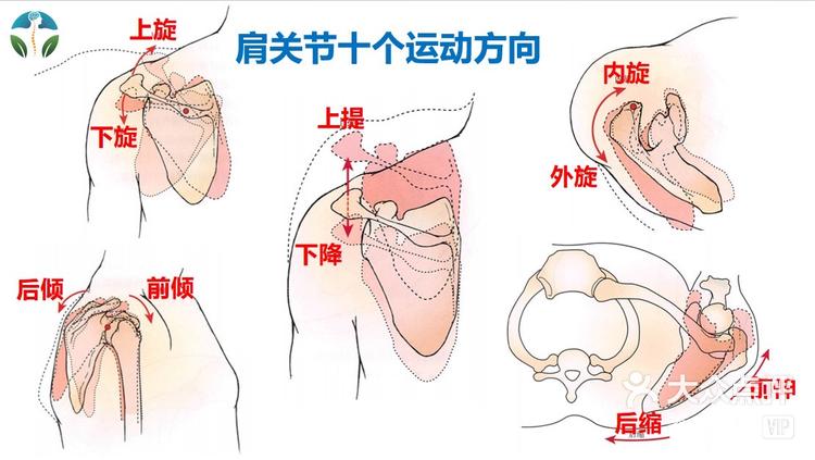 肩胛骨疼痛位置示意图图片