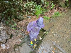 -大奇山国家森林公园