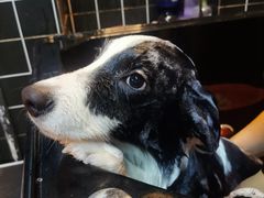 -Goku PET SHOP宠物视觉生活馆(双井店)