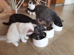 -猫咖时代(中山亭店)
