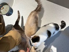 -Cappucimeow猫咪咖啡馆(韦伯时代店)
