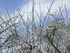 -桃花堤公园
