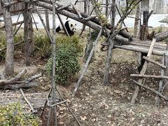 -成都大熊猫繁育研究基地