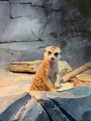 -Zoolung Zoolung动物主题公园(海信广场店)