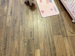 -欧奕国际动物医院