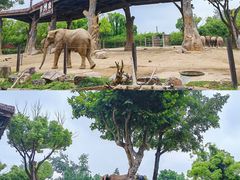 -上海野生动物园