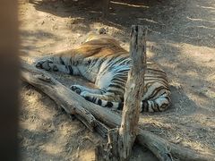 -大连森林动物园