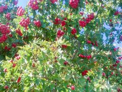 -万源龙顺度假庄园生态观光园