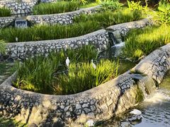 -新加坡飞禽公园
