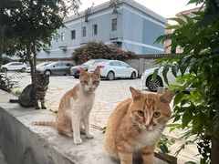 -太二酸菜鱼(石家庄万象城店)