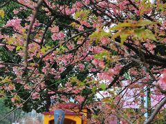 -南山植物园