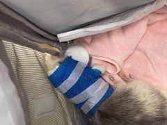 -博特宠物医院24h犬猫全科.骨科·异宠