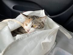 -乖乖宠物医院·猫科·急重症中心(车站北路分院)