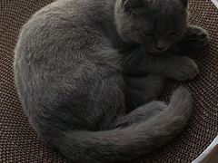 -lincat·猫舍(广州店)