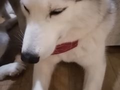 -Husky Go! 哈士奇体验馆·宠物咖啡厅狗咖
