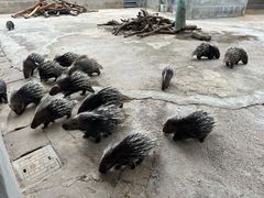 -昆明动物园