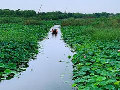 -荷塘月色湿地公园·向阳花洲