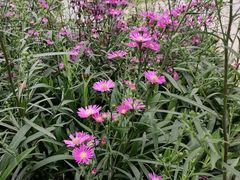 -深圳国际园林花卉博览园