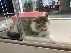 -babydoll猫舍·米努特·德文·缅因(久光中心店)