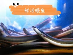 -本炙炭烤·蒲烧活鳗料理店(金沙洲店)