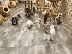 -楼上猫咖(罗湖店)