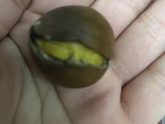 -阿男野栗王(金门路店)