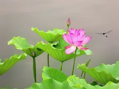 -莲花池公园