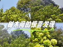 -铁山坪森林公园