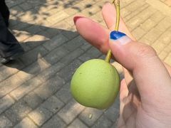 -郑州植物园