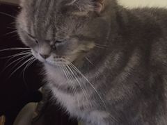 -猫色咖啡·猫咖