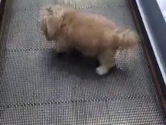 -瑞派宠物医院·中兽医专科(中央商城分院)