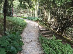 -羚羊峡古栈道森林公园