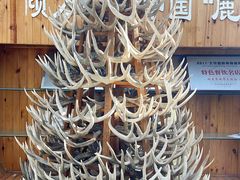 -北京鹿世界主题园