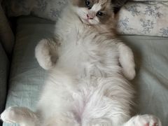 -瑞派·关忠动物医院·猫专科·犬专科(三环新城店)