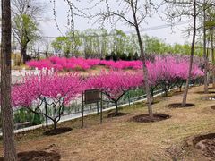 -大望京公园