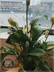 点击看大图 -尚艺造型.剪烫染.接发